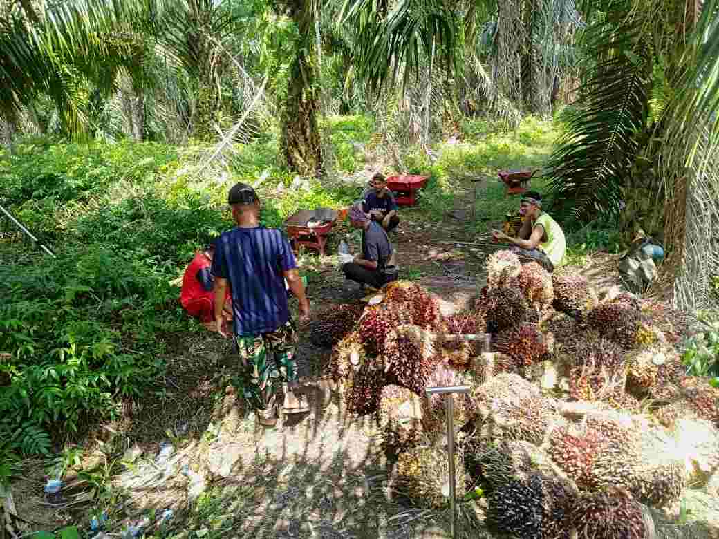 Polsek Rantau Pulung Tindak Cepat Kasus Pencurian Sawit di Areal PT. NIKP Desa Pulung Sari